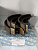 Колодки тормозные задние TOYOTA SXM1# ACM1# J102/122/200/210E CR4# KR4# CM5#/7# KM5#/7# барабан R=114 TRUSTAUTO