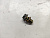 Болт масляной трубки АКПП Nissan Note E11 HR15DE (2) 21625F6105
