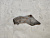Крышка ГРМ Mitsubishi Airtrek CU4W 4G64 MD351759