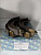 Колодки тормозные задние MMC H53/58A H6#/7#W CU2/4W N61/64/71/74/84/94W CR5/6/9W барабан R=114.3 TRUSTAUTO