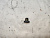 Пробка сливная АКПП Nissan Teana J31 VQ23DE