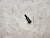 Болт успокоителя цепи ГРМ Toyota Vista AZV50 1AZFSE 90109-06307	