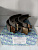 Колодки тормозные задние TOYOTA ZRT261/265 NZE14#/161/164 NRE161 ZZE14# ZRE14#/162 ZGE20 NCP10#/110/12#/14# SCP100 R=114.3 