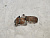Крышка ГРМ Mitsubishi Airtrek CU4W 4G64 MD349111 