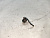 Пружина АКПП Honda Cr-V RD7 K24A1 24535-PRP-040