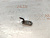 Форсунка масляная Toyota Land Cruiser FZJ80G 1FZFE 13516-66011