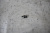 Сапун Toyota Mark X GRX120 4GRFSE 1220431040	