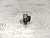 Соленоид АКПП Nissan X-Trail T31 QR25DE 31705-1XF0C