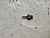 Сапун Toyota Gaia ACM10G 1AZFSE 90105-10445 (2)
