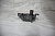 Кронштейн ролика натяжного ГРМ Subaru Forester SF5 EJ205 13156AA061