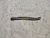 Цепь ГРМ Toyota Avensis ZRT271 2ZRFAE 13507-28010